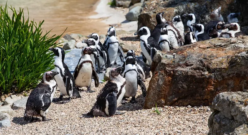 Penguin monogamy is a myth: they don't dedicate their lives to a single partner.