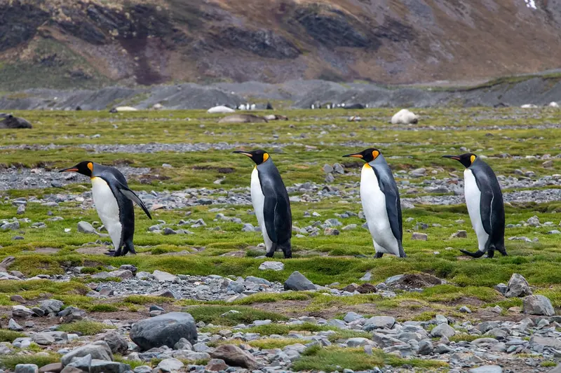 Penguin monogamy is a myth: they don't dedicate their lives to a single partner.