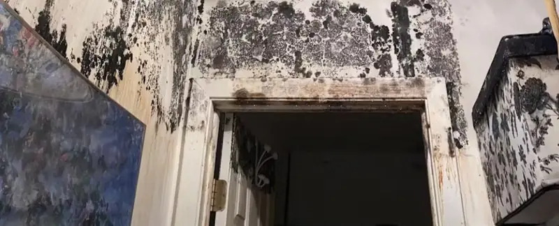 Should you be concerned about mold growing in your home?
