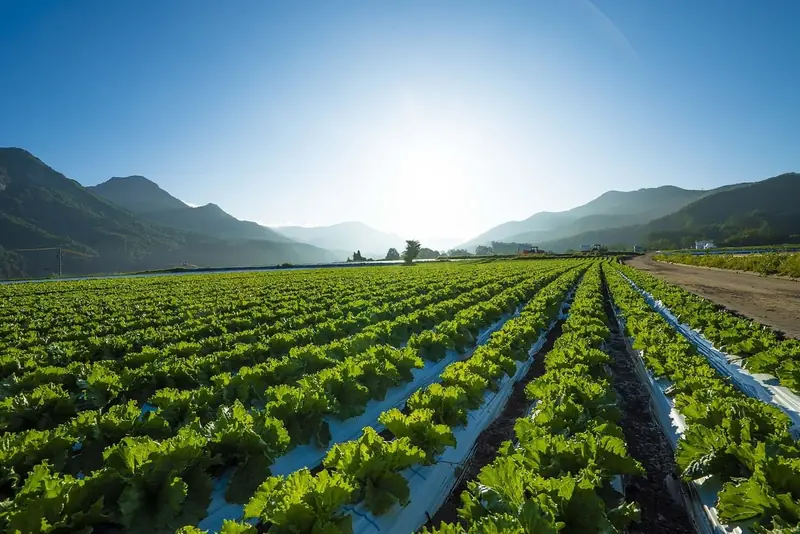 Leafy greens: lettuce and company