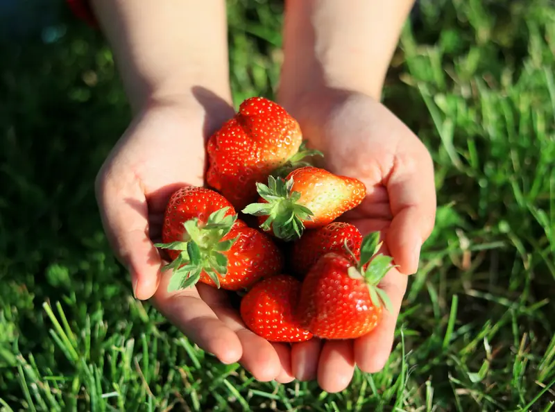 The star of the season is strawberries.