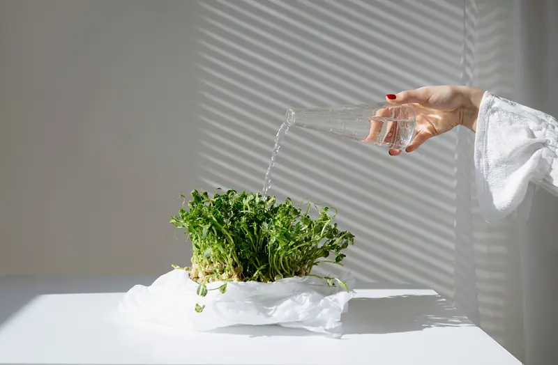 Size matters: how to grow microgreens at home?