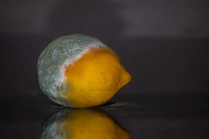 What foods in the diet help prevent dementia?