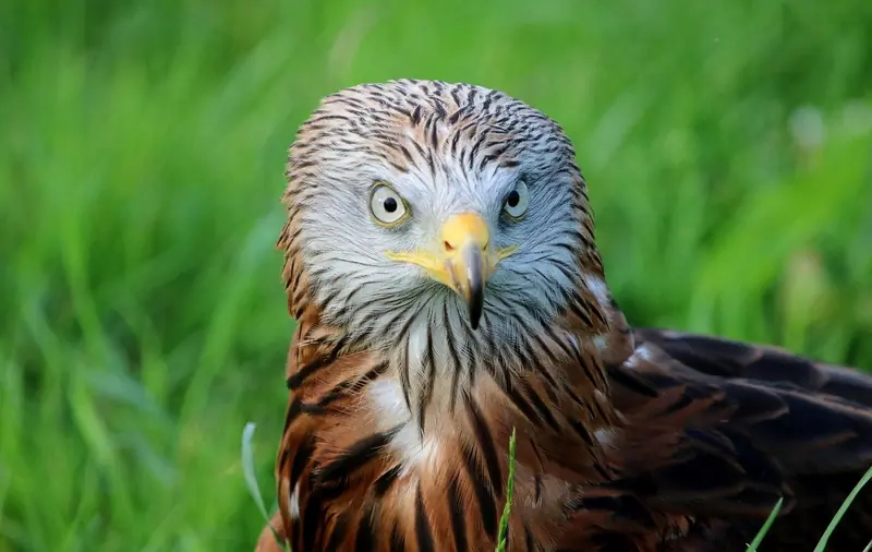 The genes of modern birds reveal echoes of the dinosaurs' extinction.