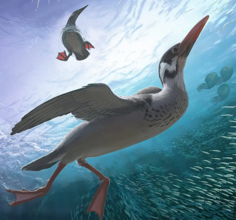 All modern birds originate from Antarctica, as confirmed by a rare discovery.