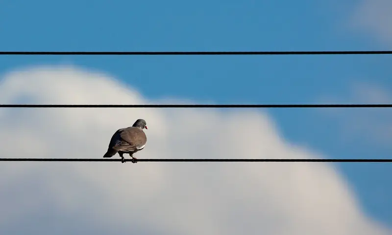 Why do birds sit on electric wires without getting electrocuted?