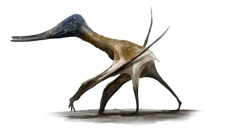 A fossil of a winged Dracula has been discovered in Transylvania.