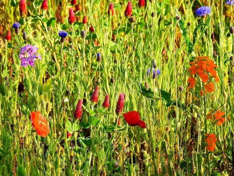 Climate change and seasonal allergies