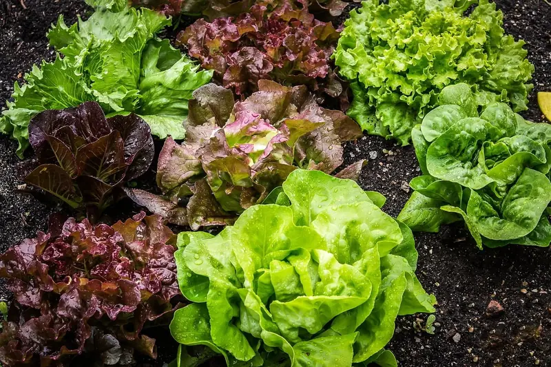 Leafy greens: lettuce and company