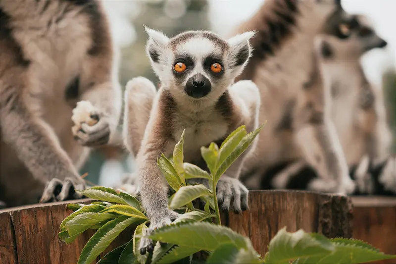 Lemurs, like humans, also sing rhythmic songs.