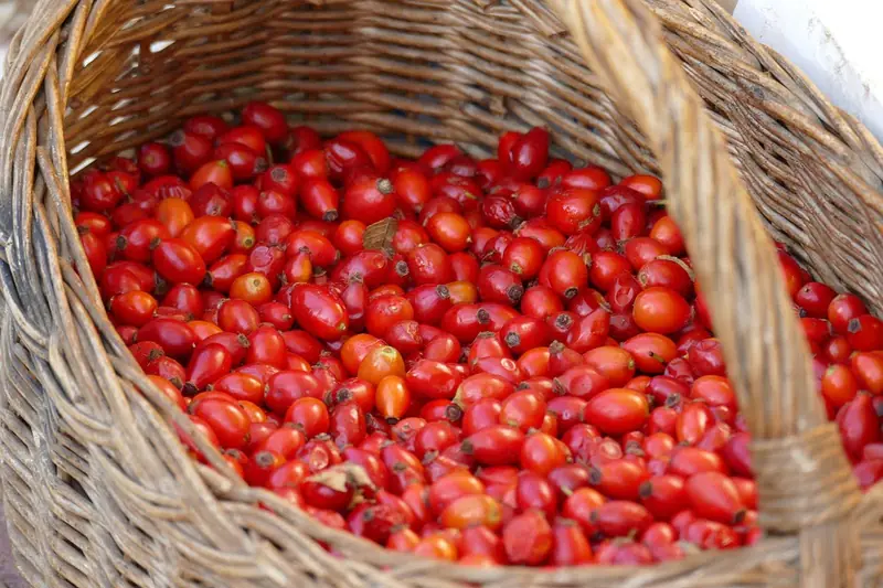 Rosehip: Wild Medicine