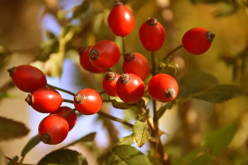 Rosehip: Wild Medicine