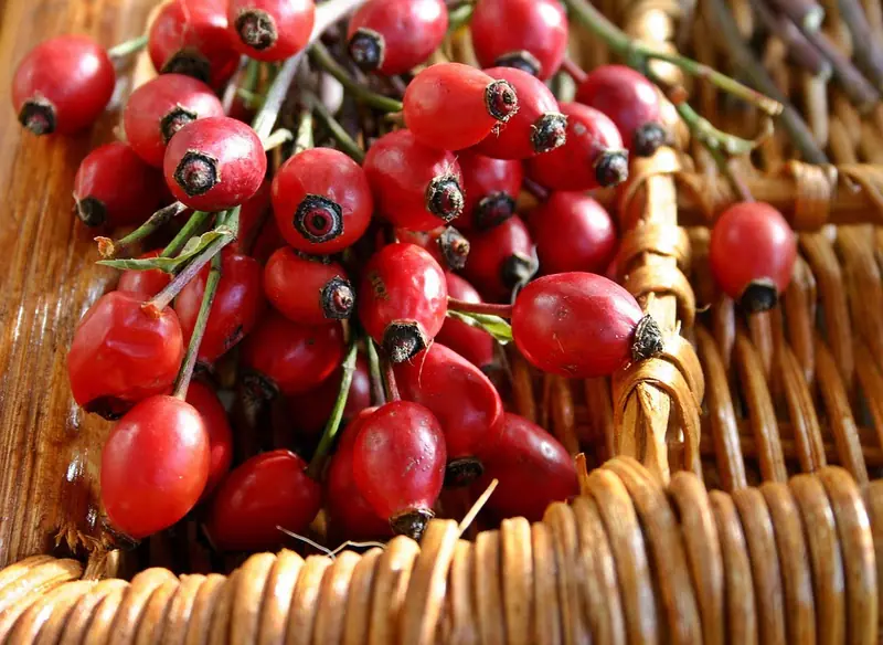 Rosehip: Wild Medicine