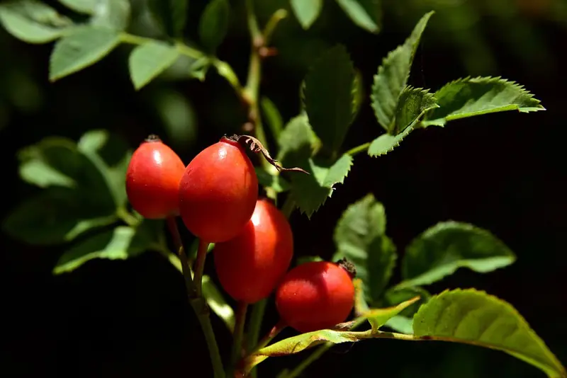 Rosehip: Wild Medicine