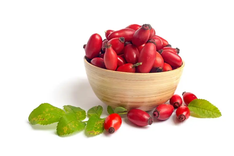 Rosehip: Wild Medicine