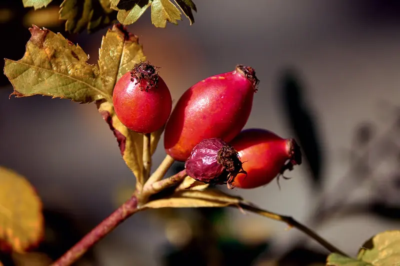 Rosehip: Wild Medicine