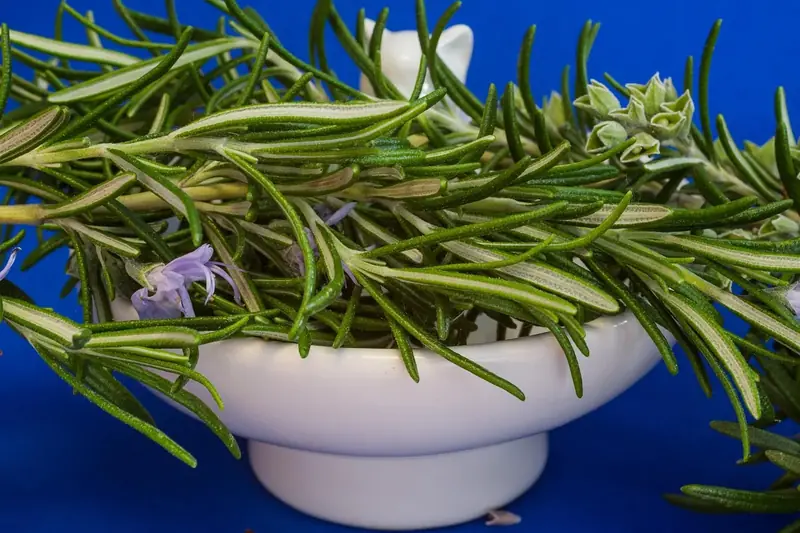 Rosemary contains a compound that effectively combats Alzheimer's disease.