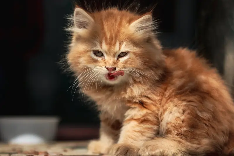 Scientists have uncovered the secret of ginger cats after 60 years of research.