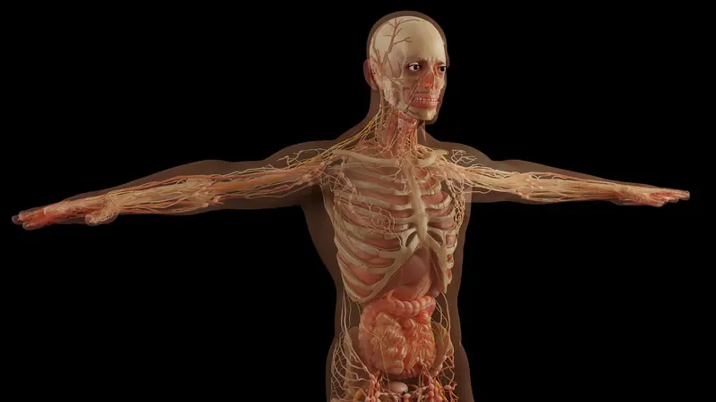 Dear rudiments: which organs and body functions are unnecessary for humans?