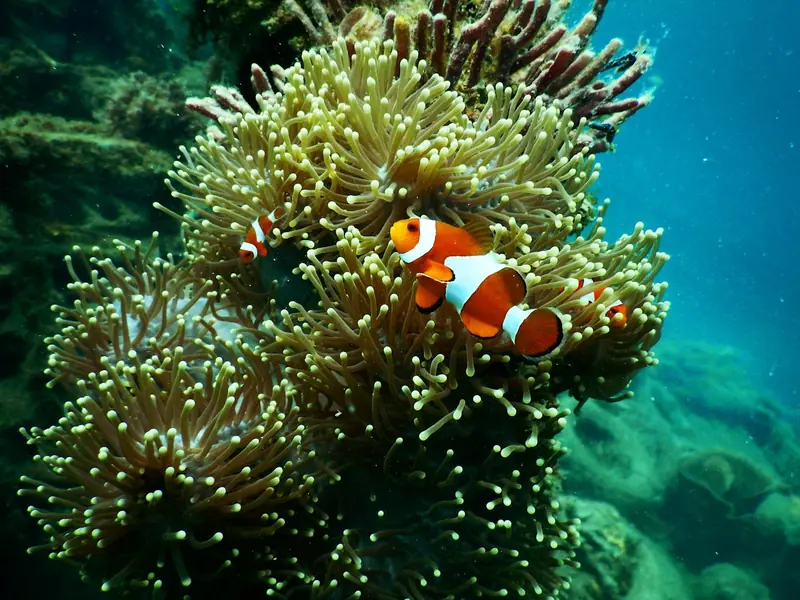 Marine archaeologists have discovered a wonder coral that will help preserve reefs.