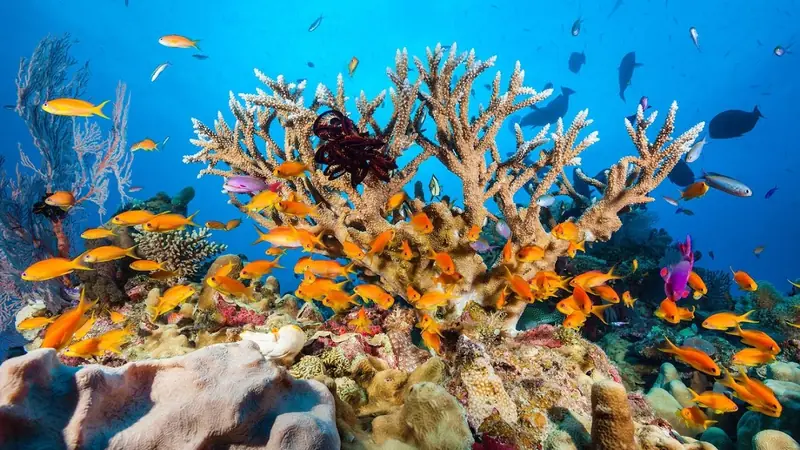 The Great Barrier Reef is experiencing a record loss of corals.