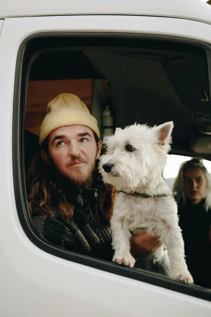 Why does a dog love to stick its head out of the car window?