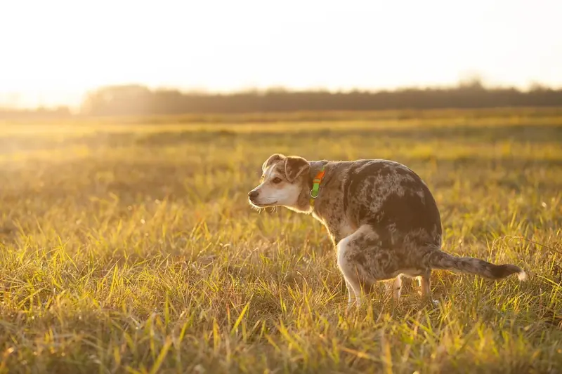 Our beloved dogs also have a dark side: an uncomfortable truth.