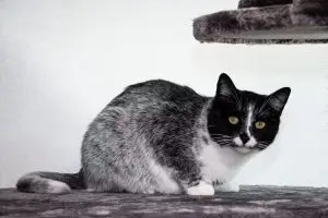 Salty licorice cat