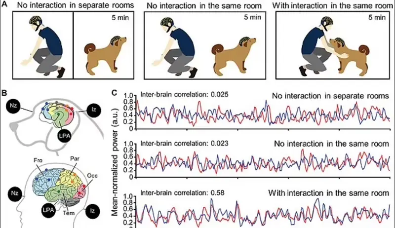 Best friends: eye contact synchronizes brain activity between humans and dogs.