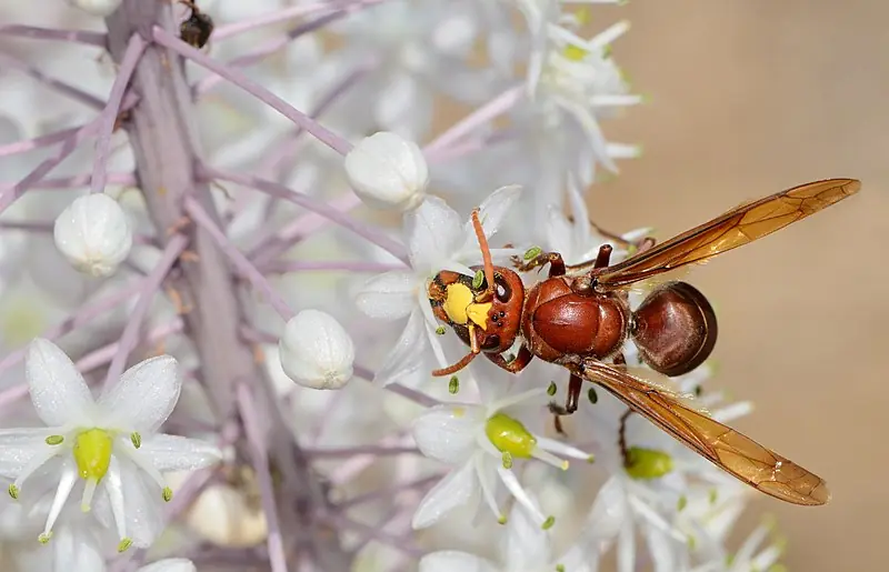 Eastern hornets drink strong alcohol for a week and don't get drunk.