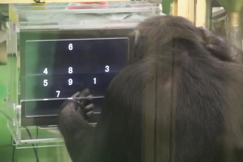 Chimpanzees solve problems better in the presence of observers.