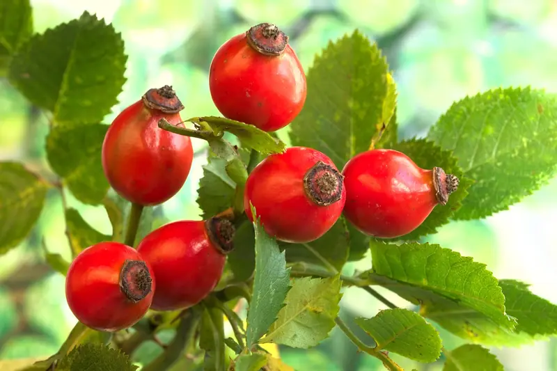 The vitamin magic of rose hips in spring: it heals and enhances beauty!
