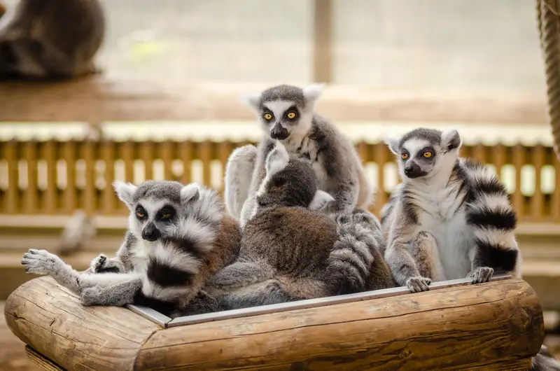 Why does a lemur have two tongues?