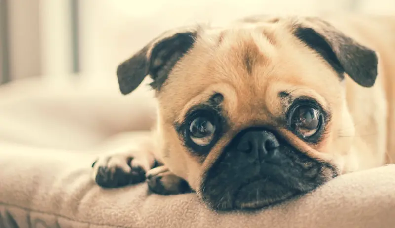 Fluffy Emotion Scanners: Why Dogs Gaze Intently at Humans