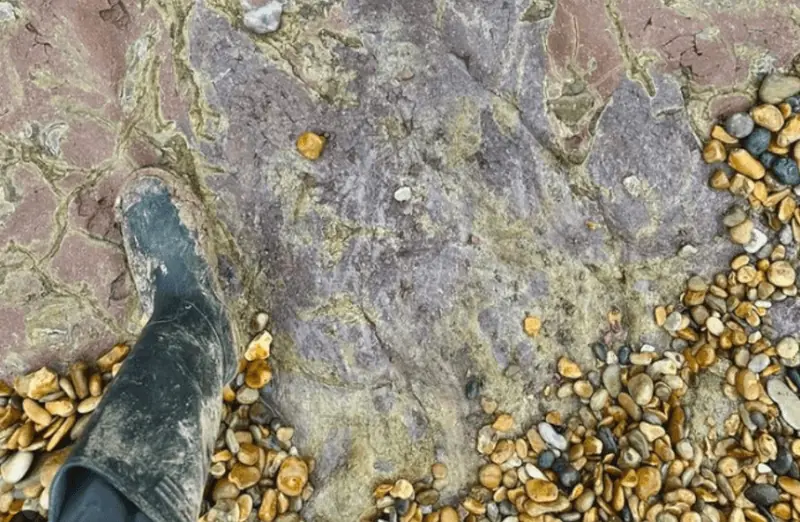 A rare purple dinosaur footprint has been discovered on the Isle of Wight.