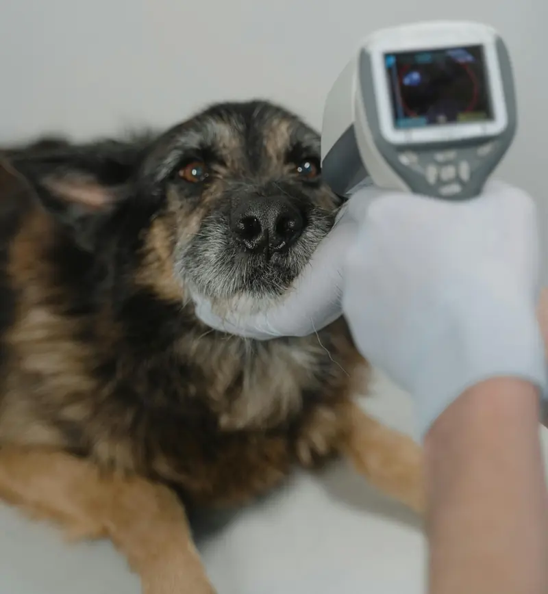 Experts know how holiday treats can be dangerous for your dog.