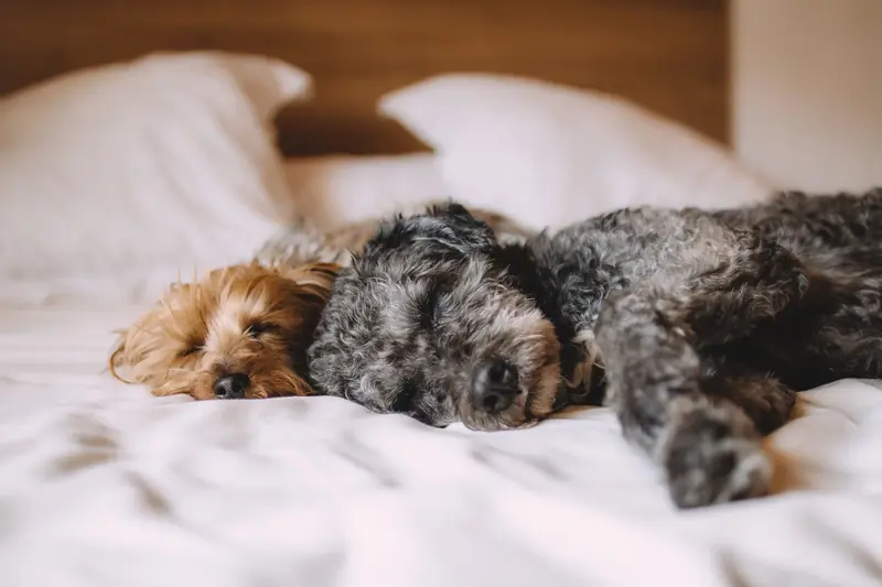 Don't let your dog sleep in your bed: experts' warnings.