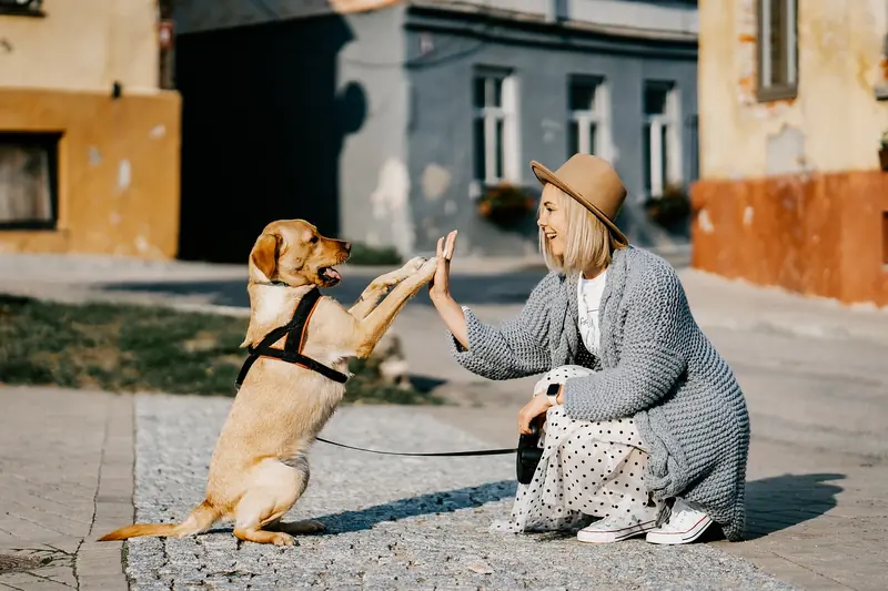 There are three categories of dog owners. Which one do you belong to?