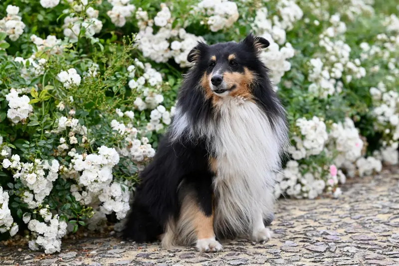 What abilities indicate a dog's special talent?