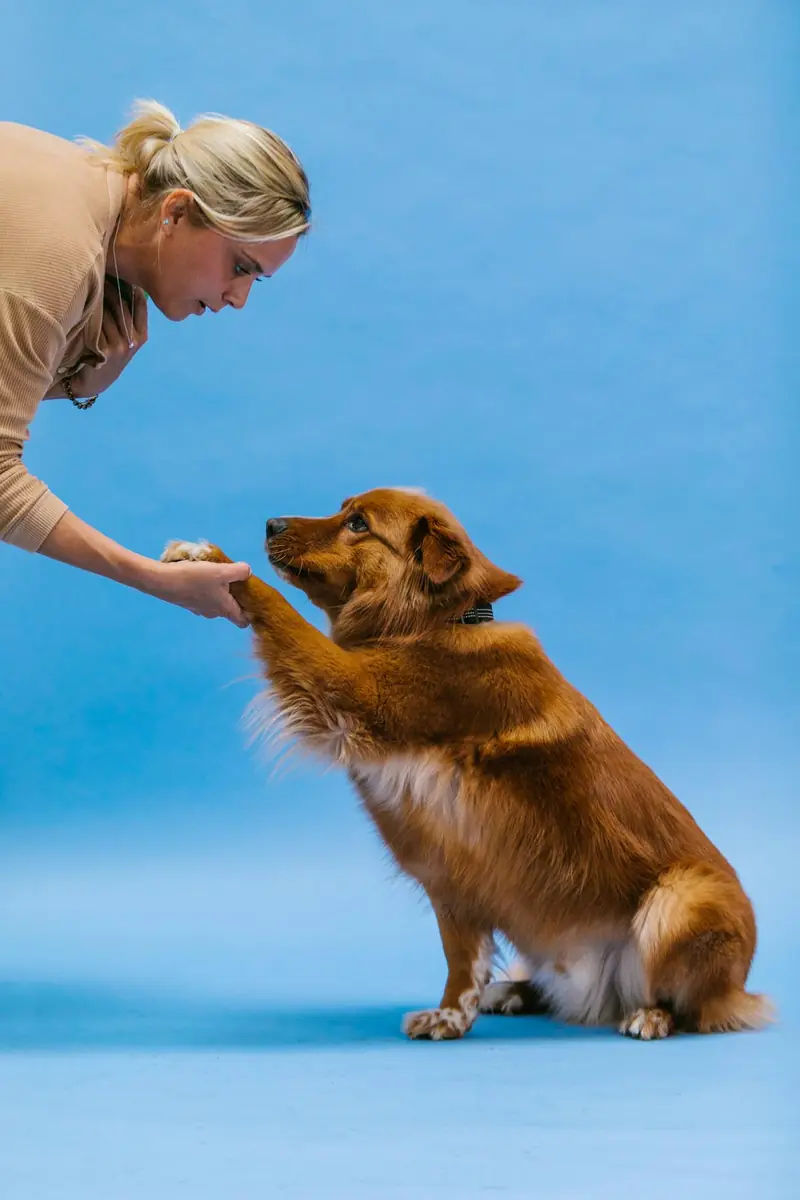 Zoologists know how to make a dog more obedient: a simple method.