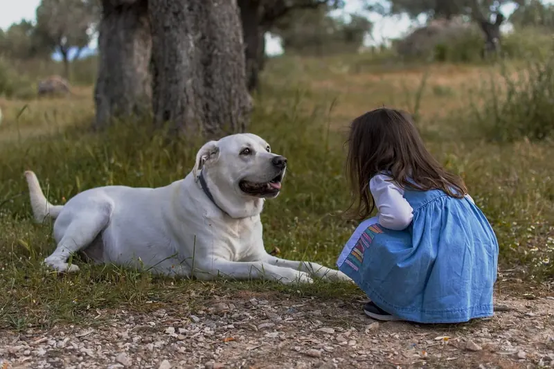 Dogs are not just friends; they are also healers of people.