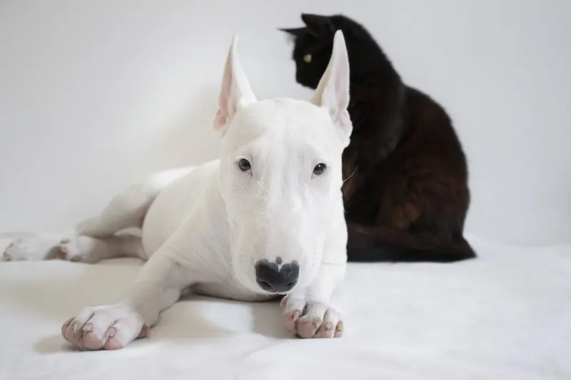 How to get a dog and a cat to get along?