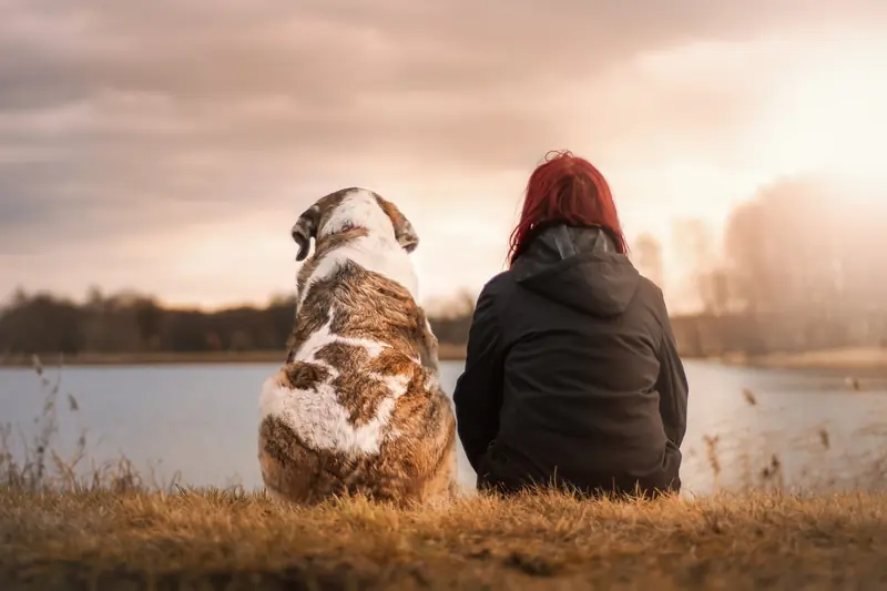 Dogs can sense human stress, and it makes them upset.