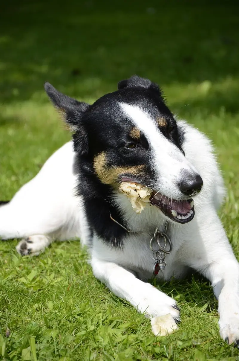 Salmon and scrambled eggs – yuck! Human food poses a risk of obesity for dogs.