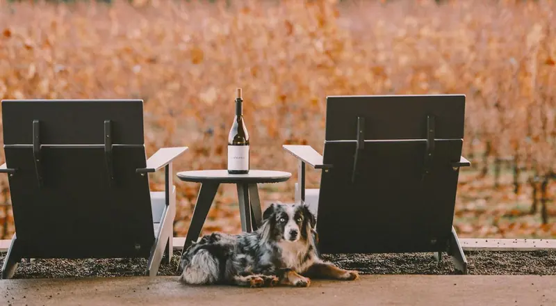 Wine and Dogs: In California, Dogs Are Saving the Grape Vines from a Virus