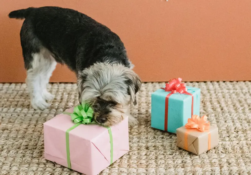 Want a clever dog? Scientists have discovered a new training method.