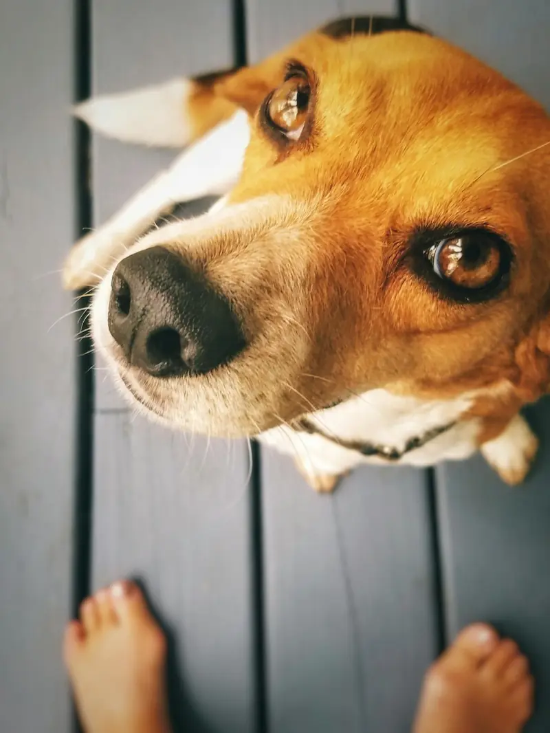 Fluffy Emotion Scanners: Why Dogs Gaze Intently at Humans