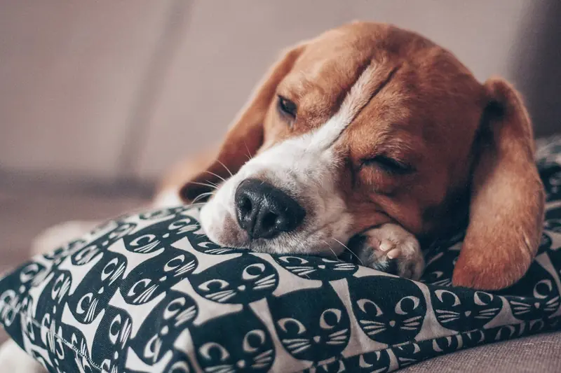 Happy Dog: TOP 6 Tips for Dog Owners
