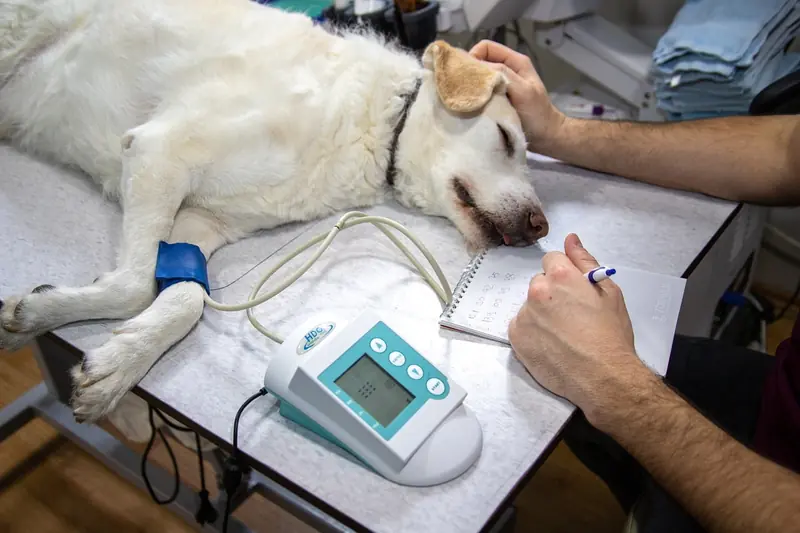 In an emotional harness: a person infects a dog with stress.