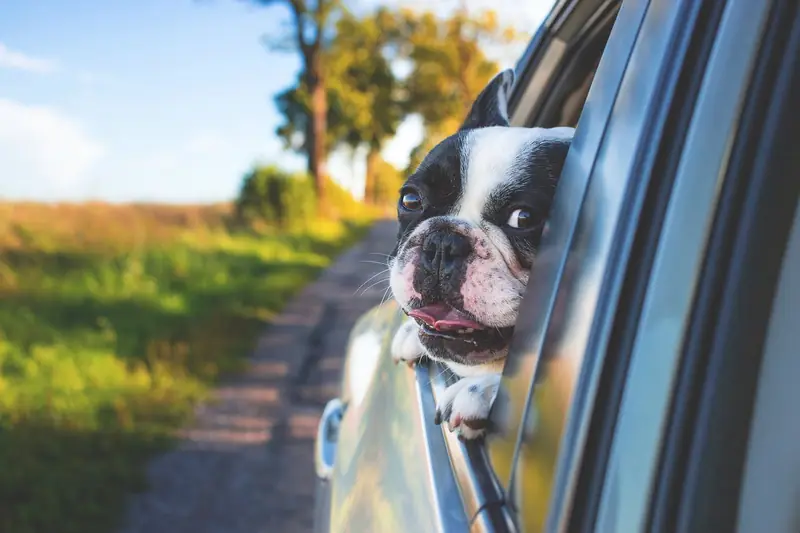 The brains of dogs have significantly shrunk. Are humans to blame again?